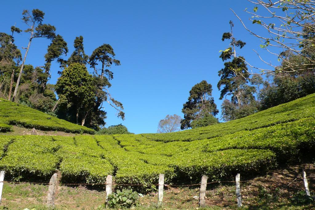 Green Magic Home Munnar Exteriör bild